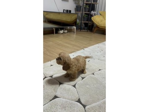 Orjinal bebek surat el boyutunda maltipoo