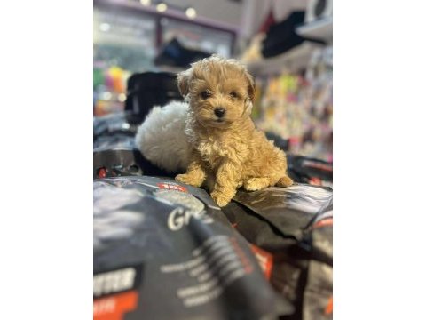 Efsane güzellikte hipoalerjenik teacup maltipoo