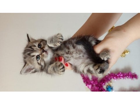 British golden ve shorthair yavrularımız