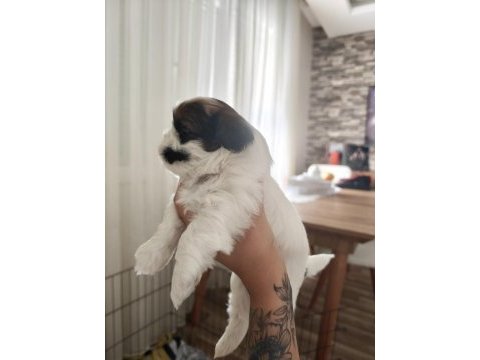 Shih tzu yavrular 1 erkek 1 disi