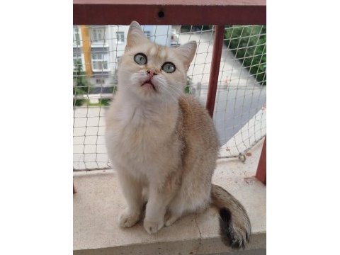 British shorthair ny11 dişi 1.5 yaşında