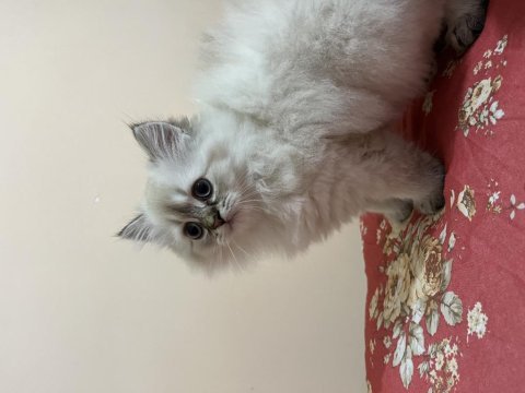 British longhair mavi gözlü dişi yavru
