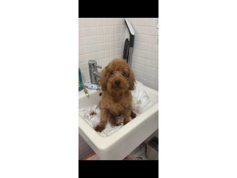 2 yaş dişi toy poodle