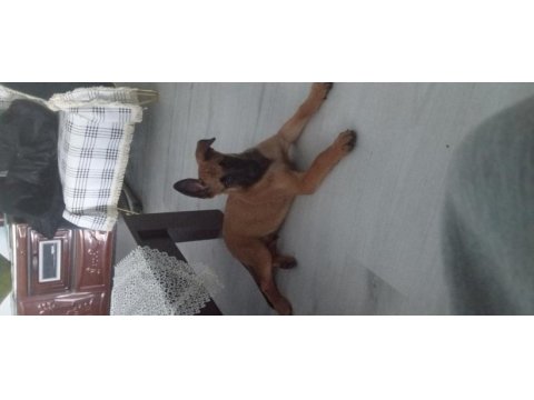 2 aylık puppy dp yapılmış malinois