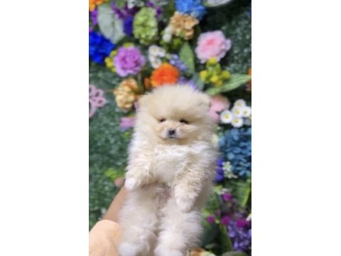 Ankarada tek kalitede pomeranian yavrular