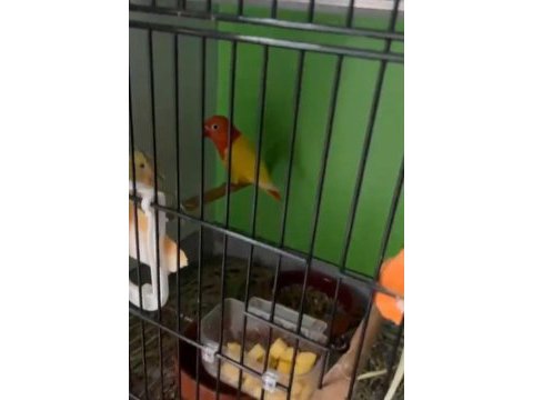 Özel mutasyon cennet papağanları