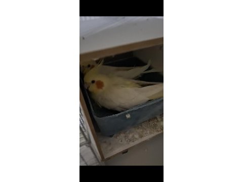 Tecrübeli lutino sultan papağanı takım