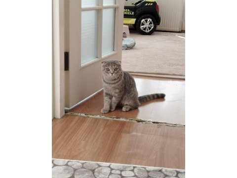 Scottish fold