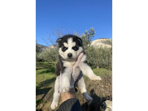 Irk garantili husky yavrularımız