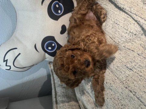 Toy poodle yavrular – yeni yuvalarını arıyor