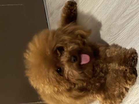 Köpeğime dişi eş arıyorum
