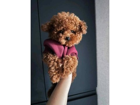 Teacup toy poodle sevimli dost