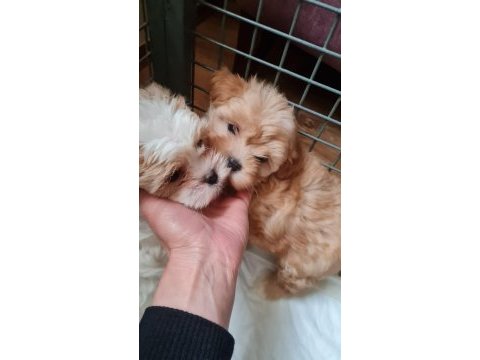 Poodle den farksız maltipoolar