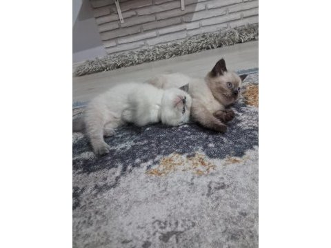2 aylık british blue point ve chocolate point yavrular