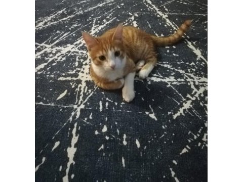 Tekir 7 aylık kedi kuduz aşılı çipli