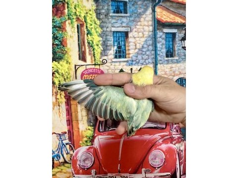 Cennet papağanı yavru (üst mutasyon)