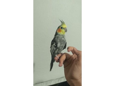 1 yaşında sultan papağanı ele gelir