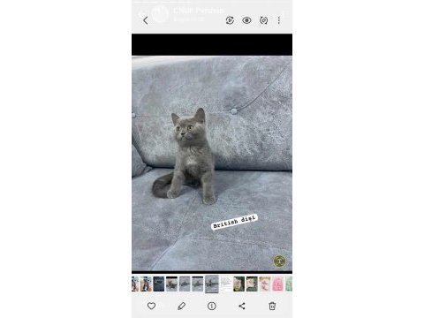 Blue british shorthair kediler izmir