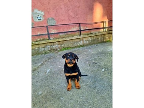 Sahibinden koca kafa orjinal rottweiler