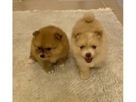 Erkek ve dişi pomeranian boo yavrularımız