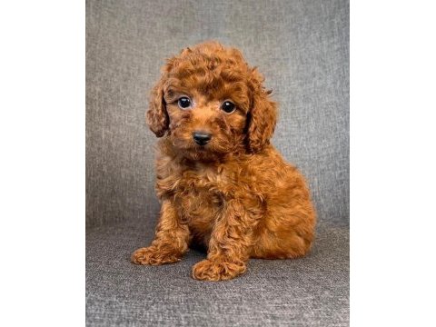 Kıvır kıvır toy poodle yavruları