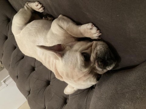 10 aylık erkek cream blue french bulldog