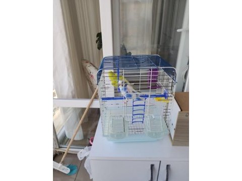 Kuşseverlere muhabbet kuşlar