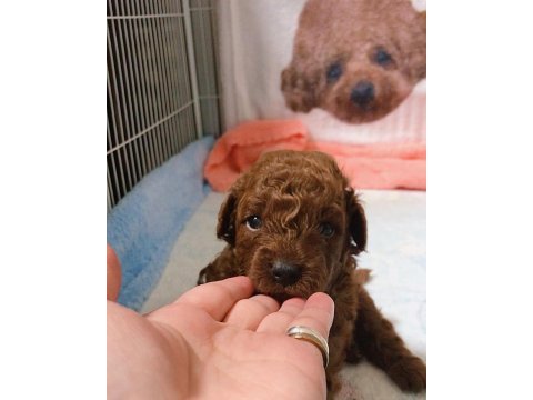 Toy poodle yavrusu