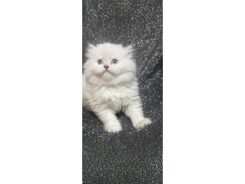 Longhair chinchilla erkek ve dişi kedilerimiz