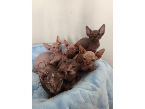 Naked beauty sphynx cattery