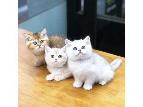 British shorthair yavruları