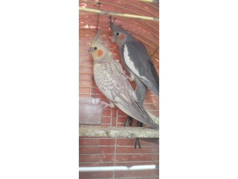 Erkek ve dişi sultan papağanları