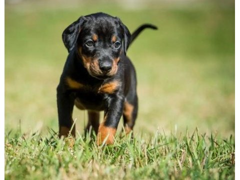Kızıl show kalite doberman yavrular