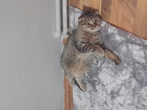 Kedimiz yeni yuvasını arıyor ücretsiz