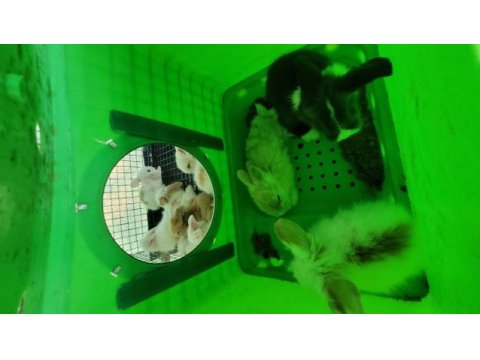 Fethiyeden tüm şehirlere teddy tavşan