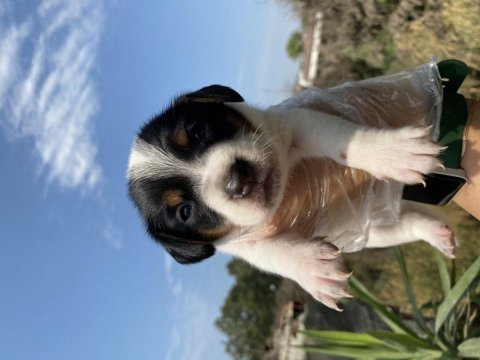 Jack russell yavrularımız