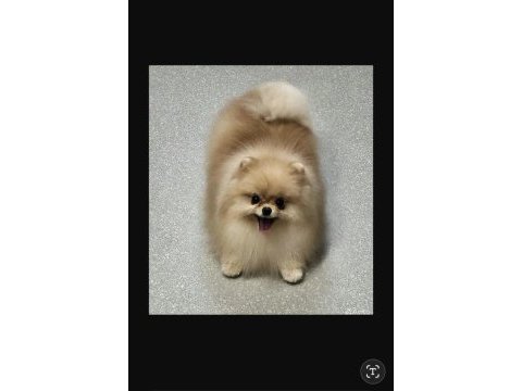 Pomeranian boo 1 yaşında