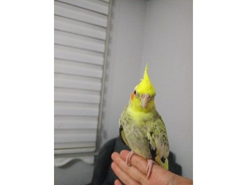 6-7 aylık bilezikli öğrenmeye açık sultan papağanı kuki