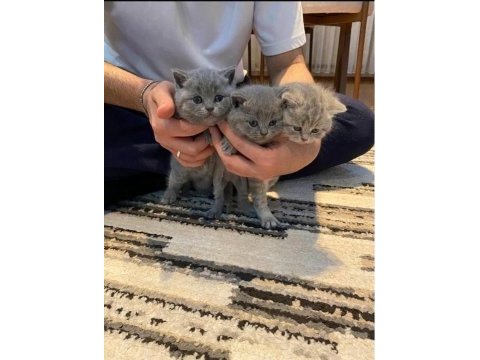 Safkan çok tatlı british shorthair yavrular