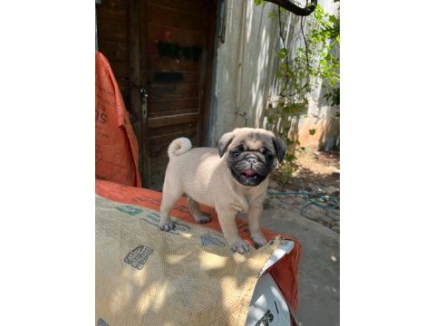 Pug mops rıfkı basık surat gül kuruk yavrular sizlerle