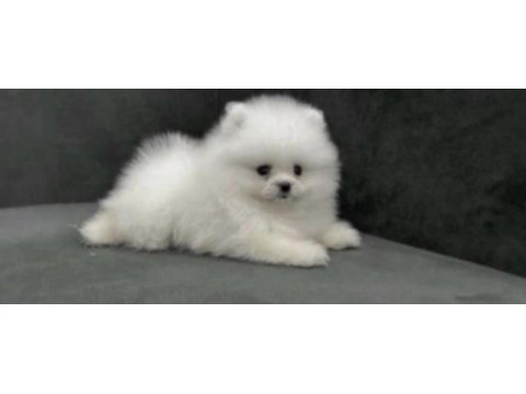 Pomerianan boo köpeğimiz