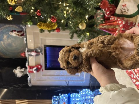 Muhteşem safkan toy poodle