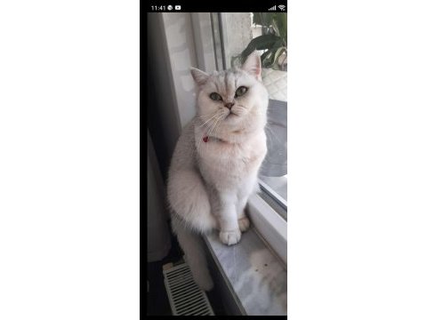 Ücretsiz sahiplendirme 15 aylık british shorthair