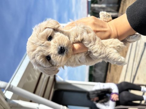 Cis eğitimli bebek maltipoo