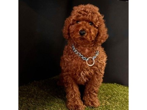 Sevimli toy poodle yavrularımız