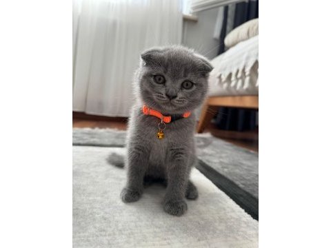 Scottish fold & british fold yeni yavrular