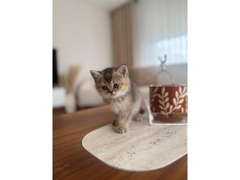 Golden british shorthair yavrular