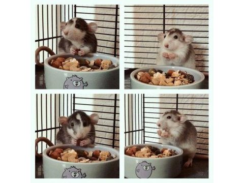 Rat dumbo rat yavrular ve malzemeleri adrese teslim var