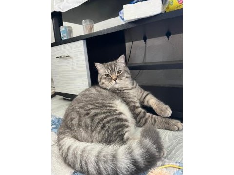 British shorthair (gri renk erkek)