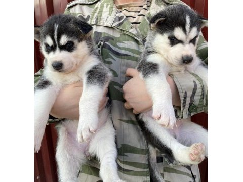 Orijinal sibirya kurdu husky bebekler